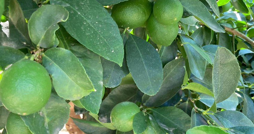 pianta di lime italiano con i frutti pronti per essere raccolti