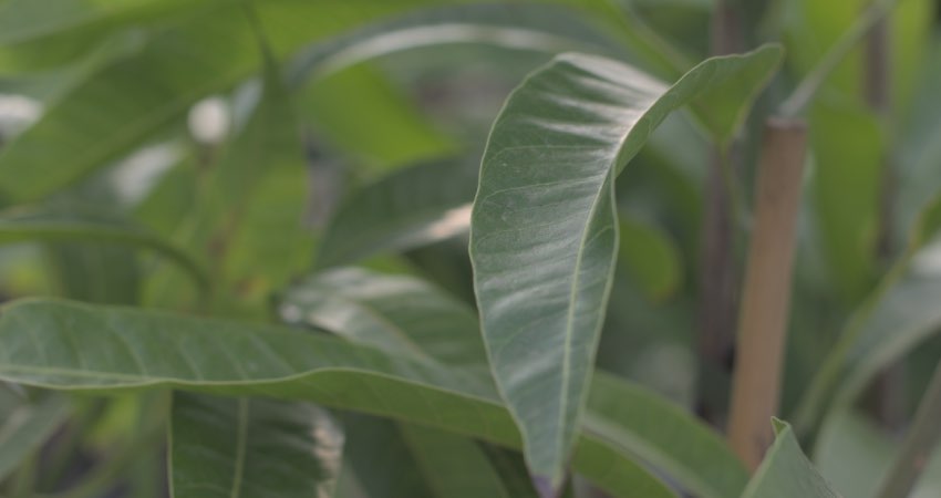 foglie pianta mango