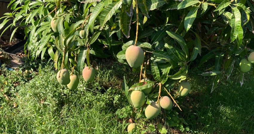 pianta di mango con frutti attaccati