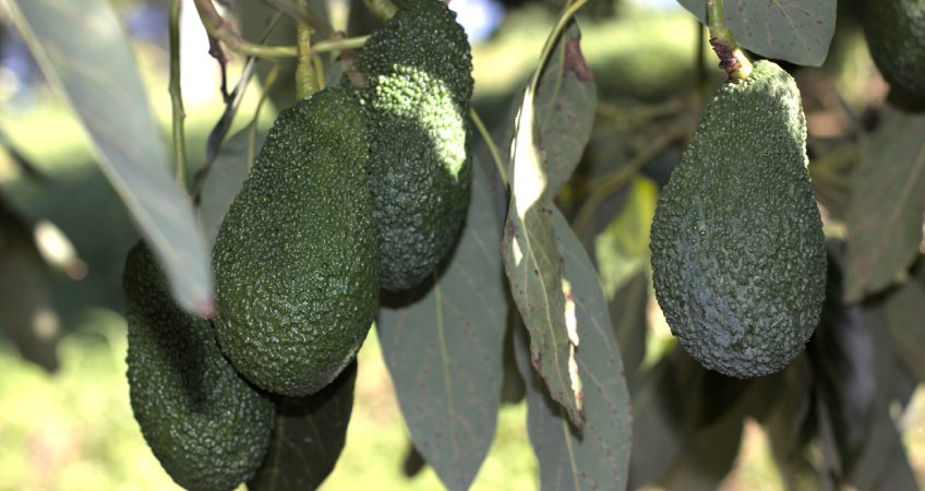 alcuni avocado hass su albero